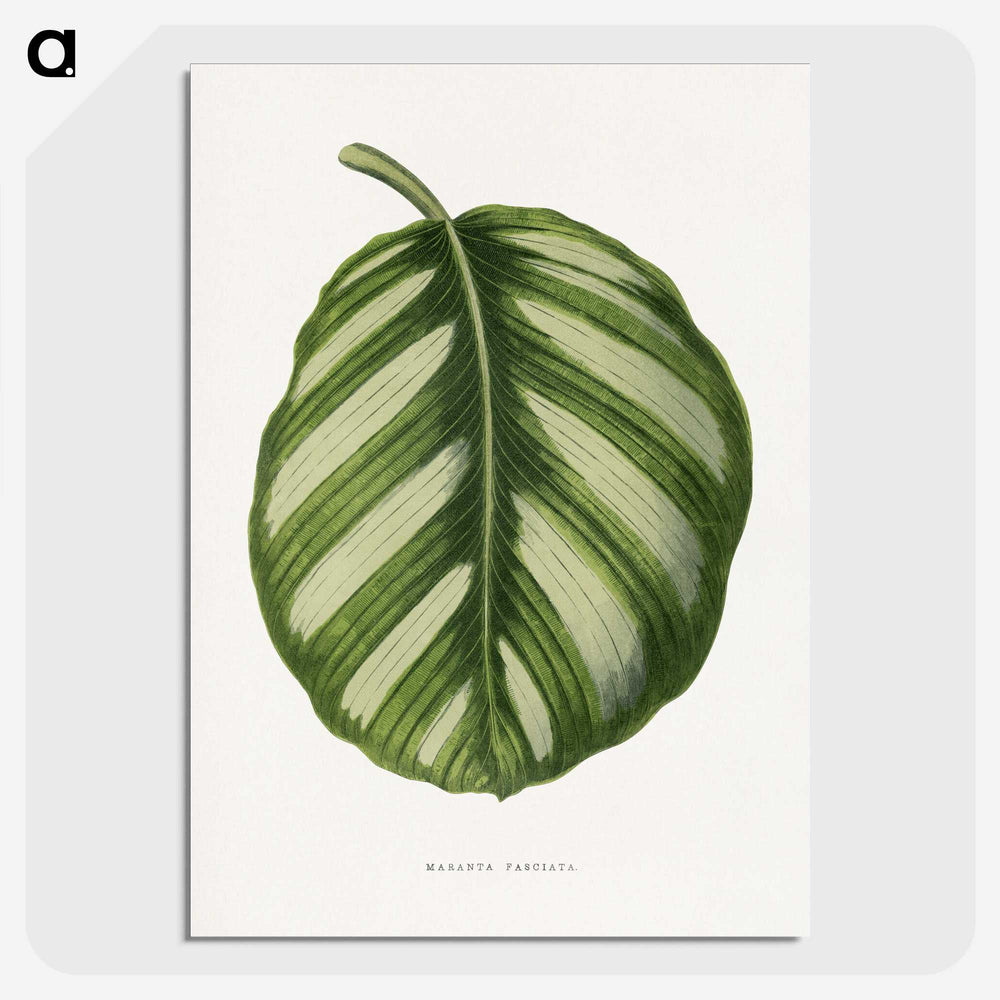 1-39_Plants-with-Colored-Foliage_picture-crop