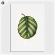 1-39_Plants-with-Colored-Foliage_picture