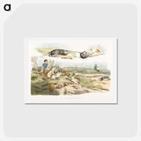 1-39_Sporting-Sketches_hagaki