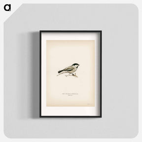 アートポスター-Black-Capped Chickadee
 - スヴェンスカ フォグラル Poster.