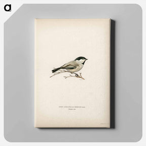 アートパネル-Black-Capped Chickadee
 - スヴェンスカ フォグラル Canvas.