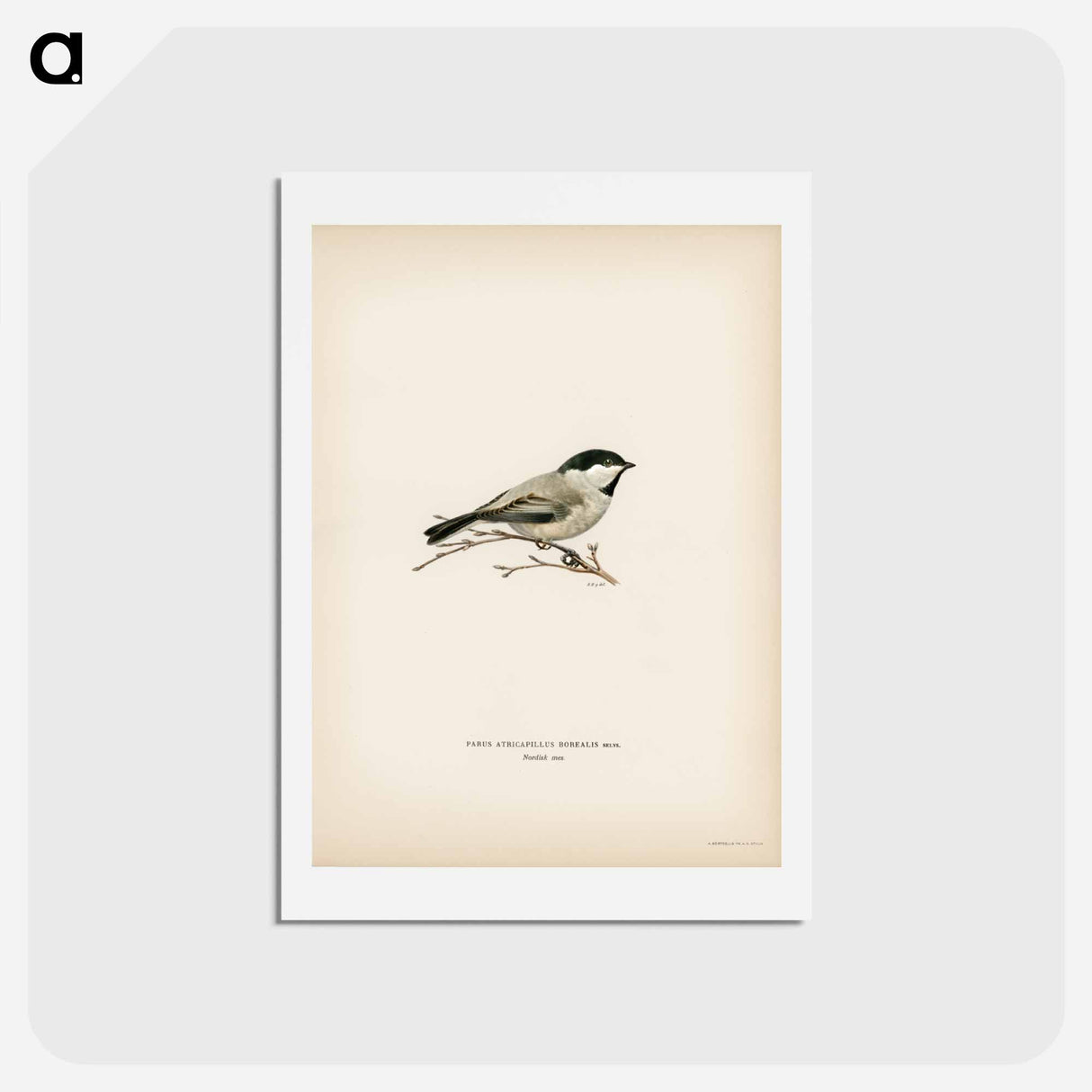 アートポストカード-Black-Capped Chickadee
 - スヴェンスカ フォグラル Postcard.