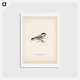 アートポストカード-Black-Capped Chickadee
 - スヴェンスカ フォグラル Postcard.
