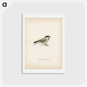 アートポストカード-Black-Capped Chickadee
 - スヴェンスカ フォグラル Postcard.