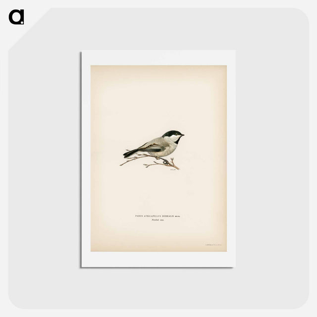 アートポストカード-Black-Capped Chickadee
 - スヴェンスカ フォグラル Postcard.