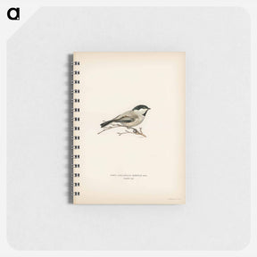アートメモ帳-Black-Capped Chickadee
 - スヴェンスカ フォグラル Memo.
