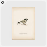 アートポストカード-Black-Capped Chickadee
 - スヴェンスカ フォグラル Postcard.