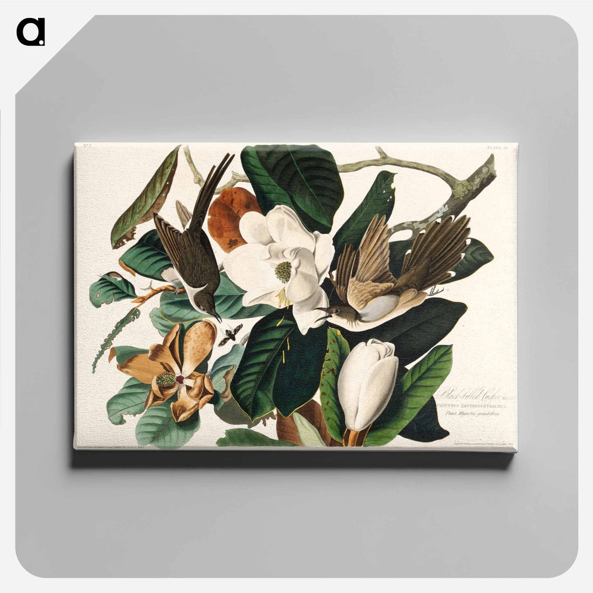 アートパネル-Black-billed Cuckoo from Birds of America
 - アメリカの鳥たち Canvas.