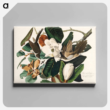 アートパネル-Black-billed Cuckoo from Birds of America
 - アメリカの鳥たち Canvas.