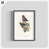 Macklot's Pitta
 - オーストラリアの鳥 Poster.