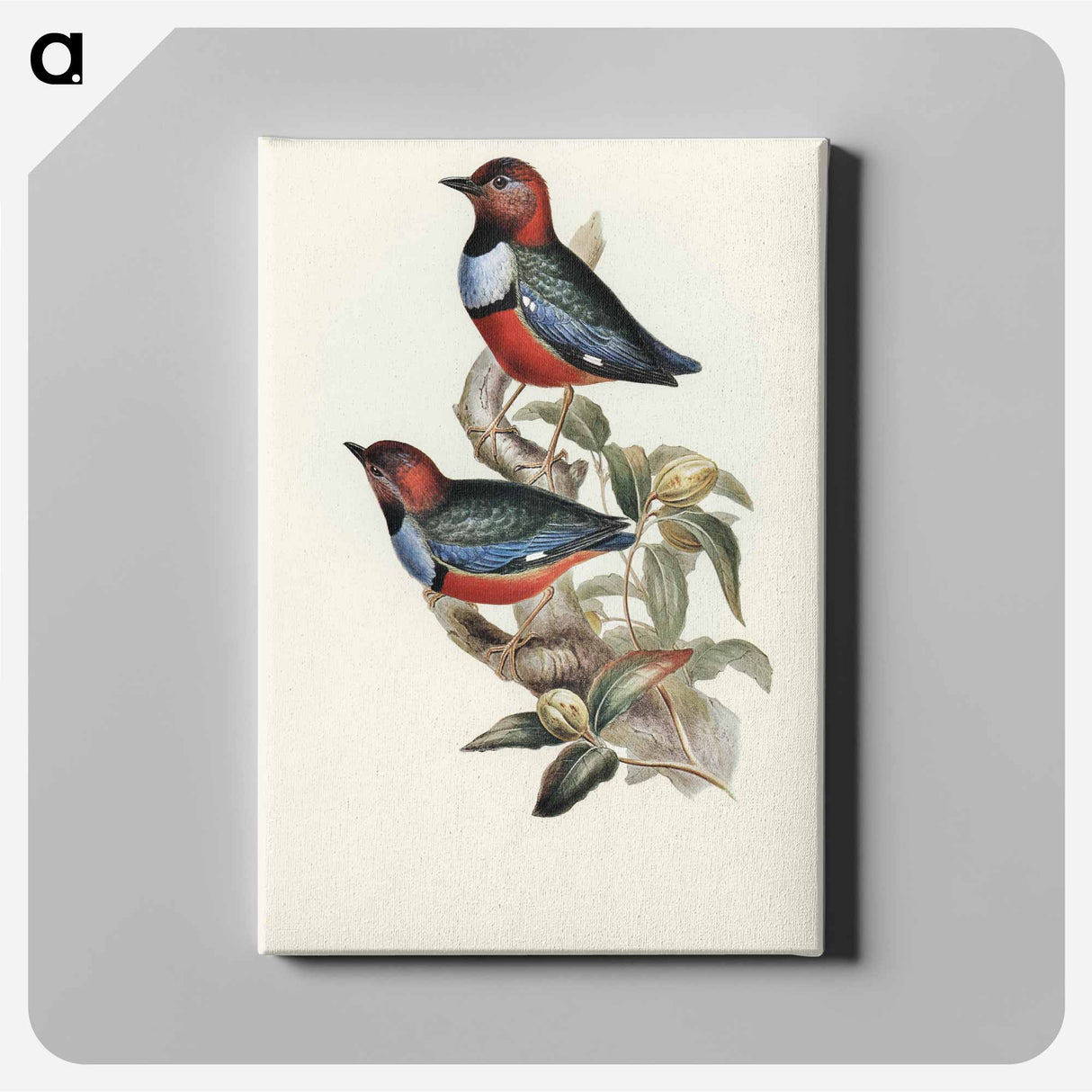 Macklot's Pitta
 - オーストラリアの鳥 Canvas.