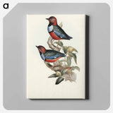 Macklot's Pitta
 - オーストラリアの鳥 Canvas.