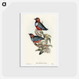アートポストカード-Macklot's Pitta
 - オーストラリアの鳥 Postcard.