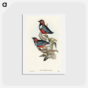 アートポストカード-Macklot's Pitta
 - オーストラリアの鳥 Postcard.