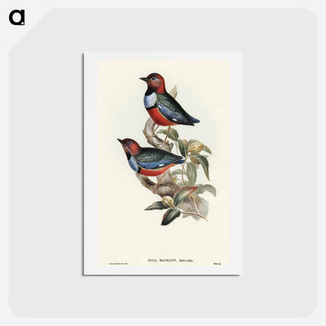 アートポストカード-Macklot's Pitta
 - オーストラリアの鳥 Postcard.