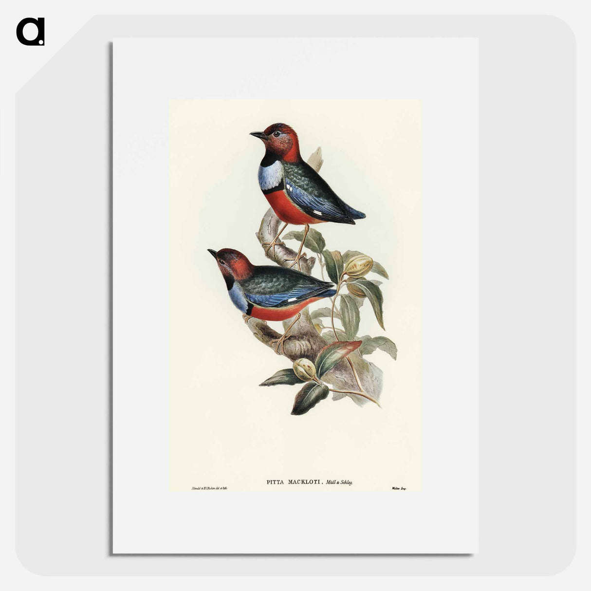 Macklot's Pitta
 - オーストラリアの鳥 Poster.