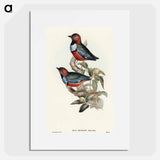 Macklot's Pitta
 - オーストラリアの鳥 Poster.