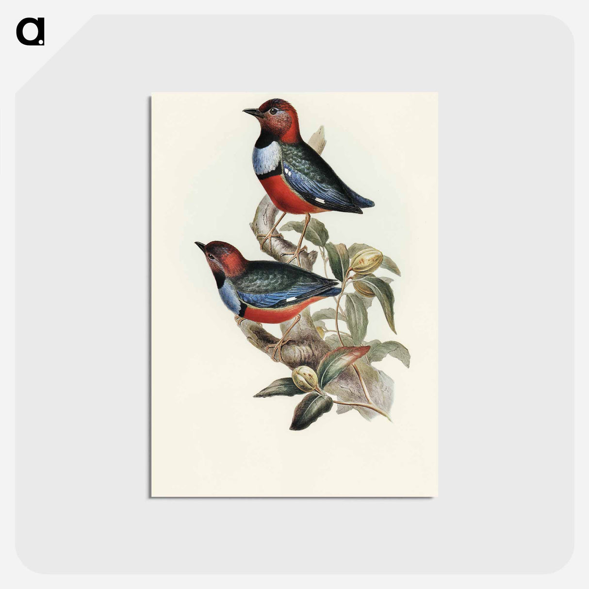 アートポストカード-Macklot's Pitta
 - オーストラリアの鳥 Postcard.