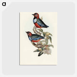 アートポストカード-Macklot's Pitta
 - オーストラリアの鳥 Postcard.