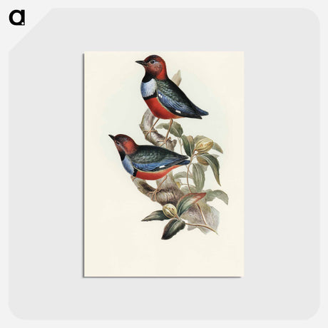 アートポストカード-Macklot's Pitta
 - オーストラリアの鳥 Postcard.