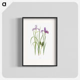1-39_The-Genus-Iris_blk