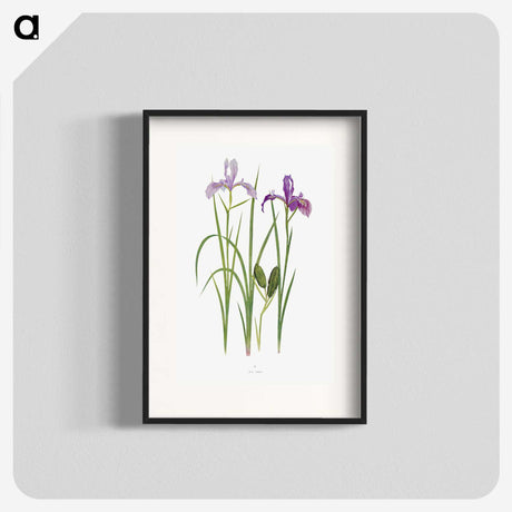 1-39_The-Genus-Iris_blk