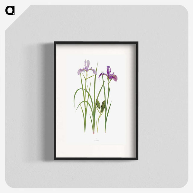 1-39_The-Genus-Iris_blk