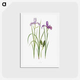 1-39_The-Genus-Iris_hagaki