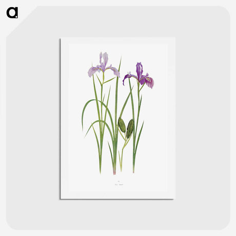 1-39_The-Genus-Iris_hagaki