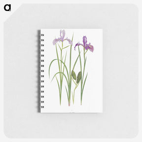 1-39_The-Genus-Iris_memo