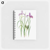 アートメモ帳-Iris Tenax The Genus Iris
 - アヤメ属 Memo.