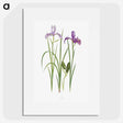 1-39_The-Genus-Iris_picture