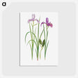 アートポストカード-Iris Tenax The Genus Iris
 - アヤメ属 Postcard.