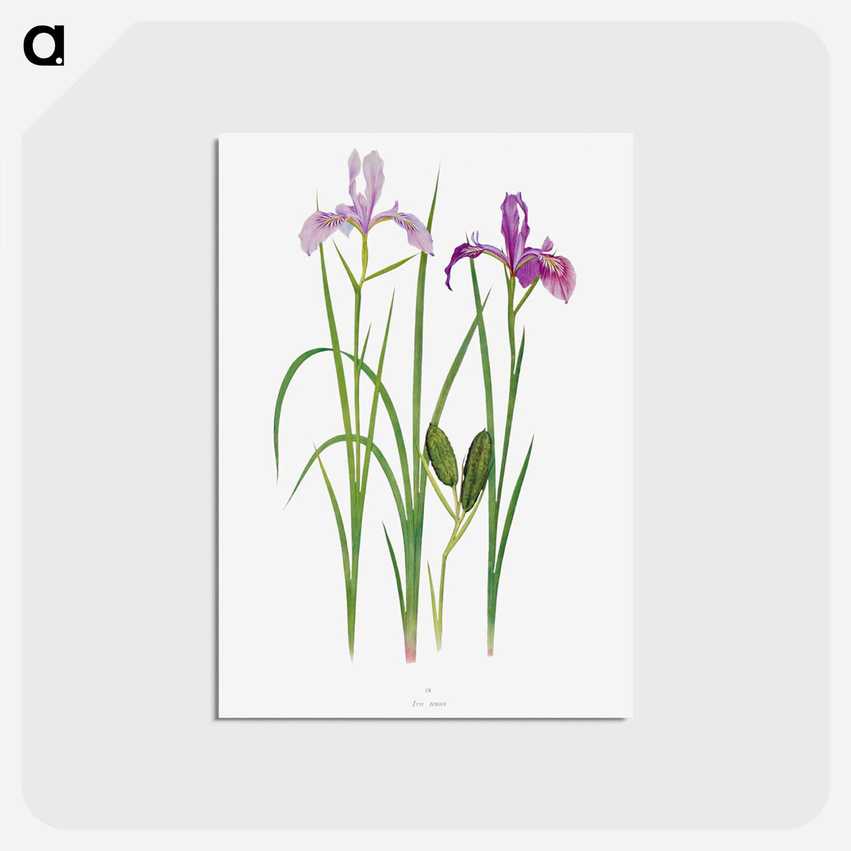 アートポストカード-Iris Tenax The Genus Iris
 - アヤメ属 Postcard.