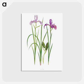 アートポストカード-Iris Tenax The Genus Iris
 - アヤメ属 Postcard.