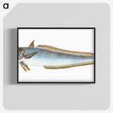 1-39_The-Natural-History-of-British-Fishes_blk-crop