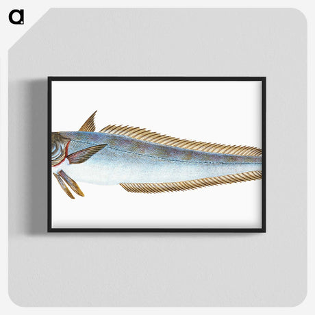 1-39_The-Natural-History-of-British-Fishes_blk-crop