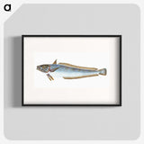 1-39_The-Natural-History-of-British-Fishes_blk