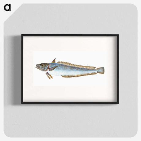 1-39_The-Natural-History-of-British-Fishes_blk