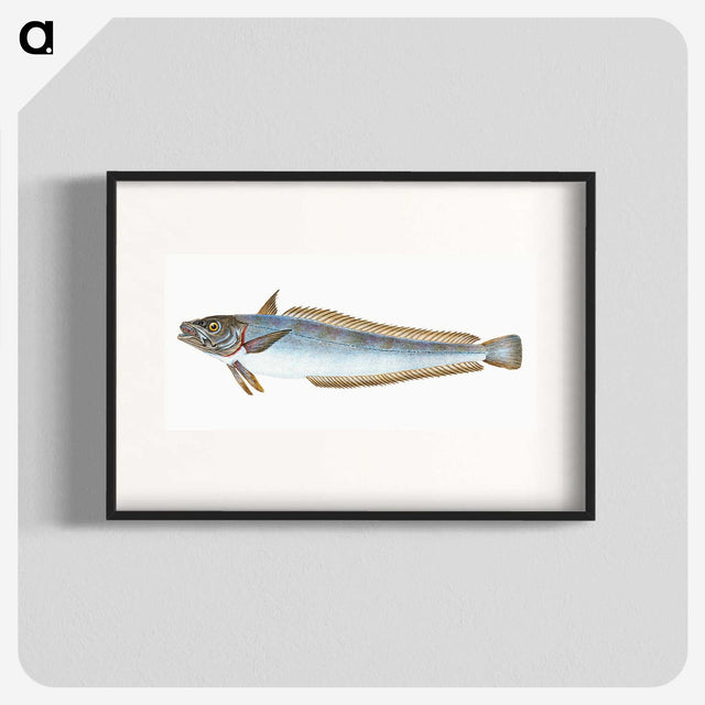 1-39_The-Natural-History-of-British-Fishes_blk