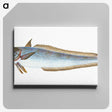 1-39_The-Natural-History-of-British-Fishes_canvas