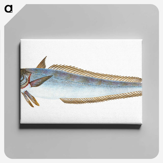 1-39_The-Natural-History-of-British-Fishes_canvas