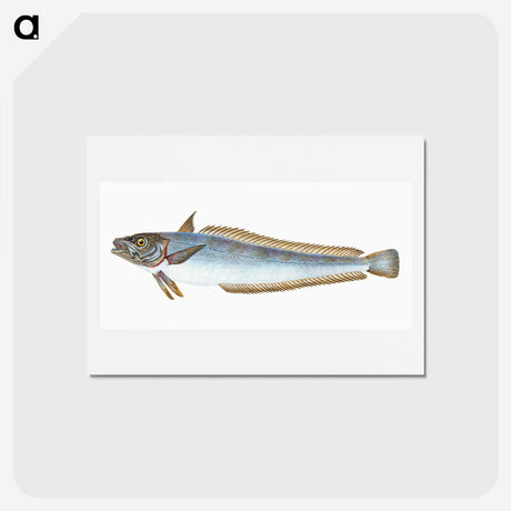 1-39_The-Natural-History-of-British-Fishes_hagaki