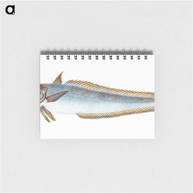 1-39_The-Natural-History-of-British-Fishes_memo