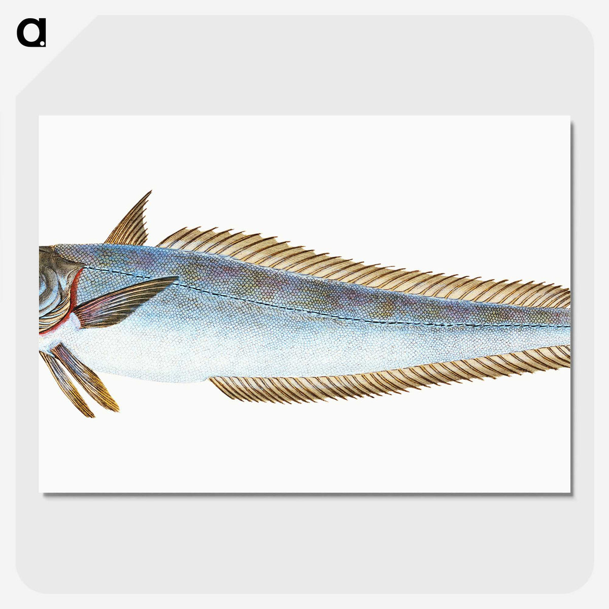 1-39_The-Natural-History-of-British-Fishes_picture-crop