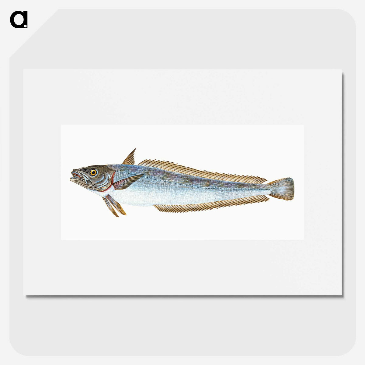 1-39_The-Natural-History-of-British-Fishes_picture