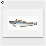1-39_The-Natural-History-of-British-Fishes_picture