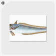 1-39_The-Natural-History-of-British-Fishes_postcard