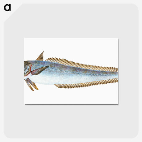 1-39_The-Natural-History-of-British-Fishes_postcard