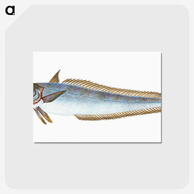 1-39_The-Natural-History-of-British-Fishes_postcard